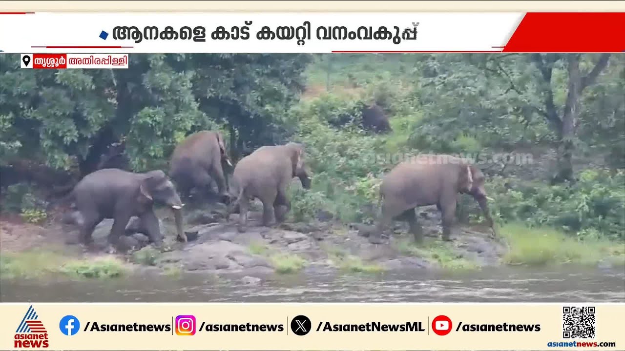 കാട്ടാനകളെ തുരത്താൻ അതിരപ്പിള്ളിയിൽ സ്പെഷ്യൽ ഡ്രൈവ്; ആനകളെ കാട് കയറ്റി വനംവകുപ്പ്