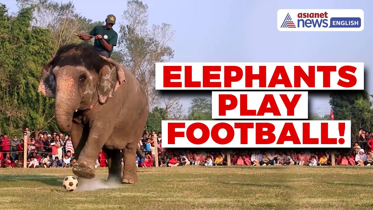 Elephants Play Football; Nepal’s Mammoth Festival Draws Global Attention
