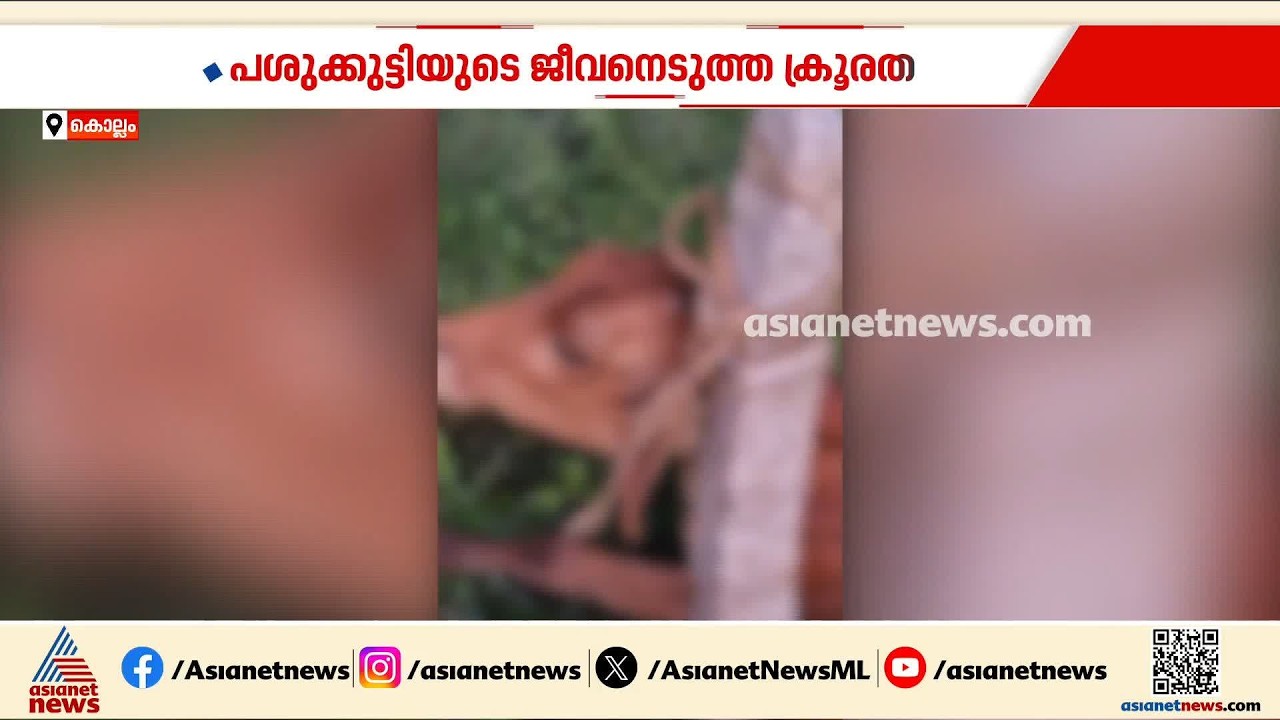 കൊല്ലത്ത് പശുക്കുട്ടിയുടെ ജീവനെടുത്ത് ക്രൂരത; വേലിക്കല്ലിൽ കഴുത്ത് മുറുക്കി കൊന്നു | Kollam