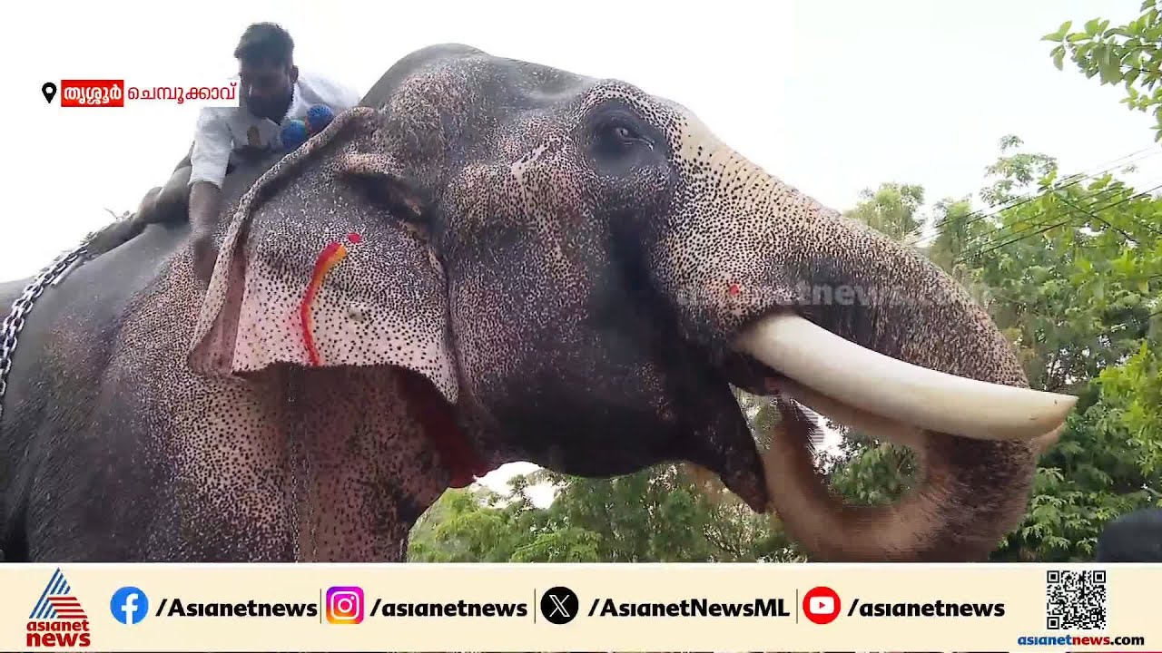 തലയെടുപ്പോടെ തെച്ചിക്കോട്ടുകാവ് രാമചന്ദ്രന്റെ വരവ്; ചെമ്പൂക്കാവ് ഭഗവതി ക്ഷേത്രത്തിലെത്തി പൂരപ്രേമികൾ