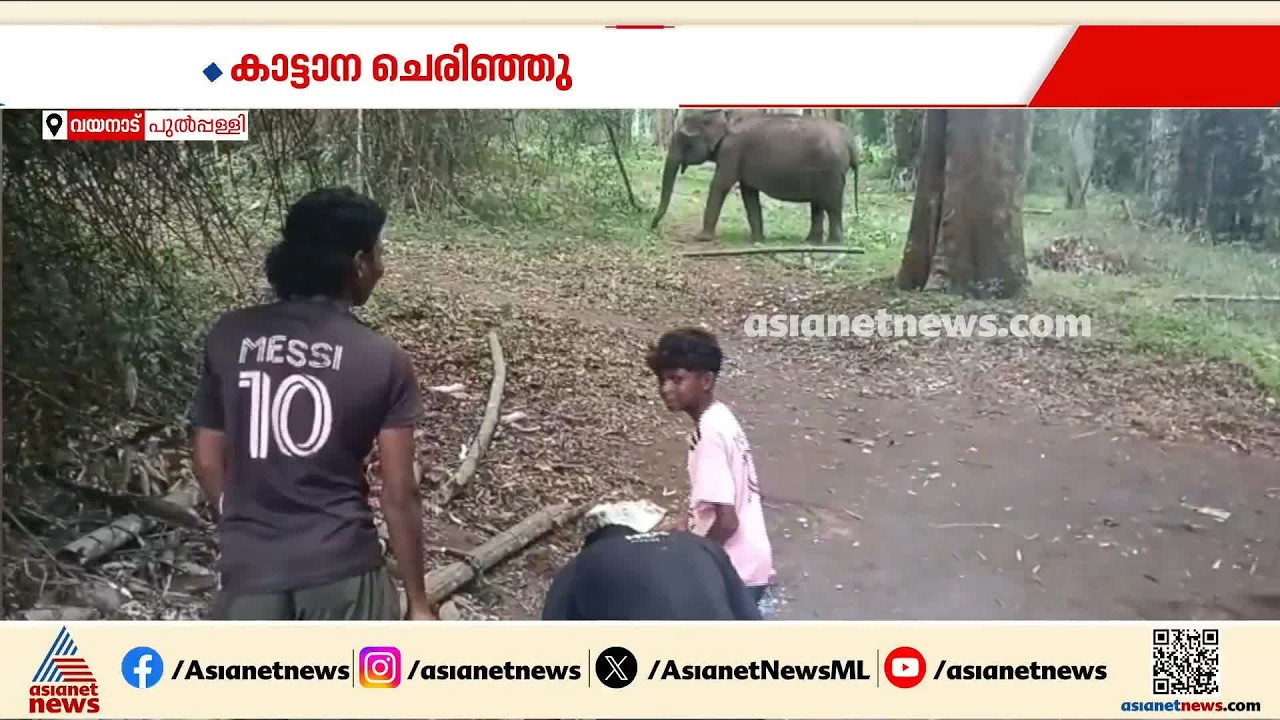 വയനാട് കാട്ടാന ചരിഞ്ഞു; പ്രായാധിക്യമെന്ന് പ്രാഥമിക നിഗമനം | Wayanad | Wild Elephant | Forest