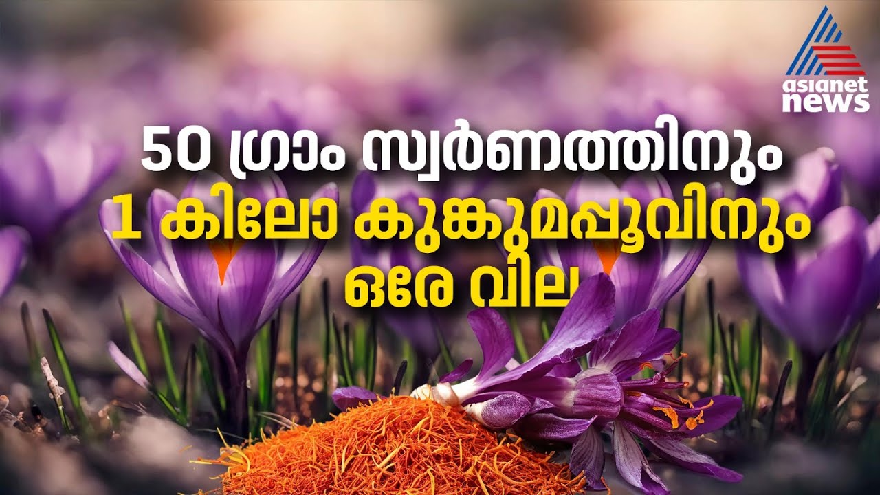 50 ഗ്രാം സ്വർണത്തിനും 1 കിലോ കുങ്കുമപ്പൂവിനും ഒരേ വില | Saffron