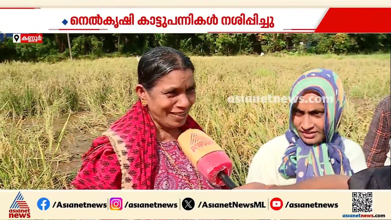 കൊയ്‌തെടുക്കാന്‍ ദിവസങ്ങള്‍ മാത്രം ബാക്കി; വനിതാ കര്‍ഷകരുടെ നെല്‍കൃഷി കാട്ടുപന്നികള്‍ നശിപ്പിച്ചു