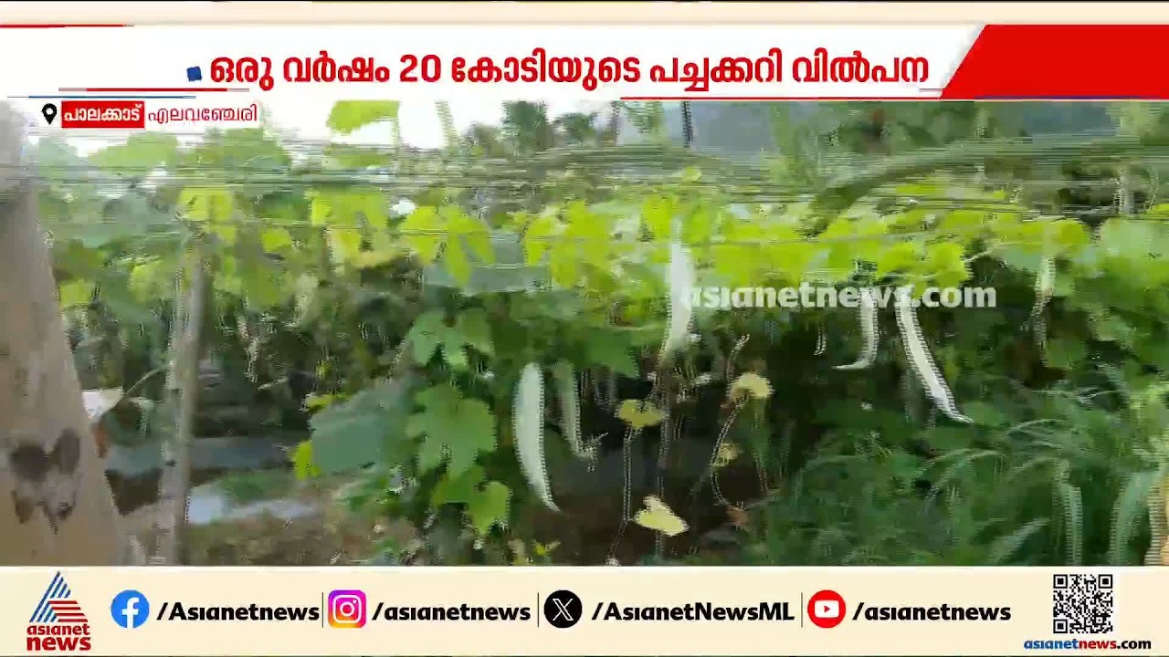 ചിങ്ങപ്പുലരിയില്‍ കാണാം കേരളത്തിന്‍റെ മണ്ണ് പൊന്നാക്കുന്നവരുടെ നാട്; എലവഞ്ചേരിയുടെ കാര്‍ഷിക മാതൃക