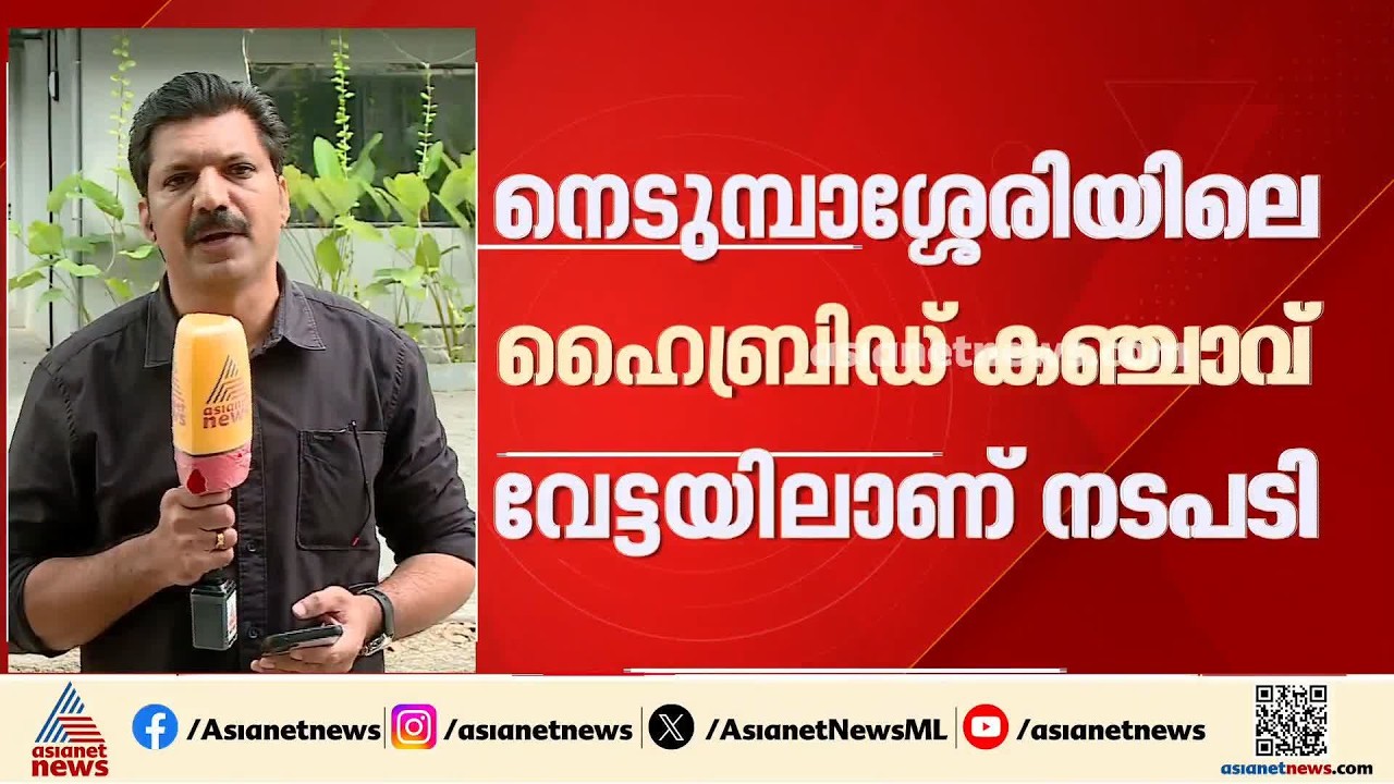 16 കോടിയുടെ ഹൈബ്രിഡ് കഞ്ചാവ് വേട്ട; ഓപ്പറേഷൻ തൂഫാനിൽ ഇഡിയും, സംസ്ഥാനത്ത് നാലിടത്ത് റെയ്‌ഡ്| Ganja