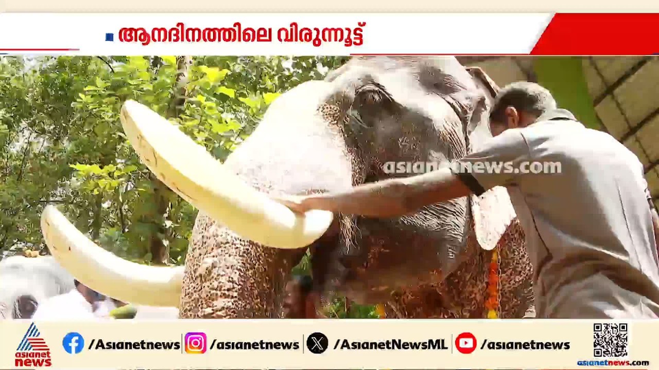 ആനകൾക്ക് സ്പെഷ്യൽ വിരുന്നൂട്ട്; ലോക ആനദിനാഘോഷത്തിൽ തിളങ്ങി കോടനാട്ടെ ഗജവീരന്മാർ