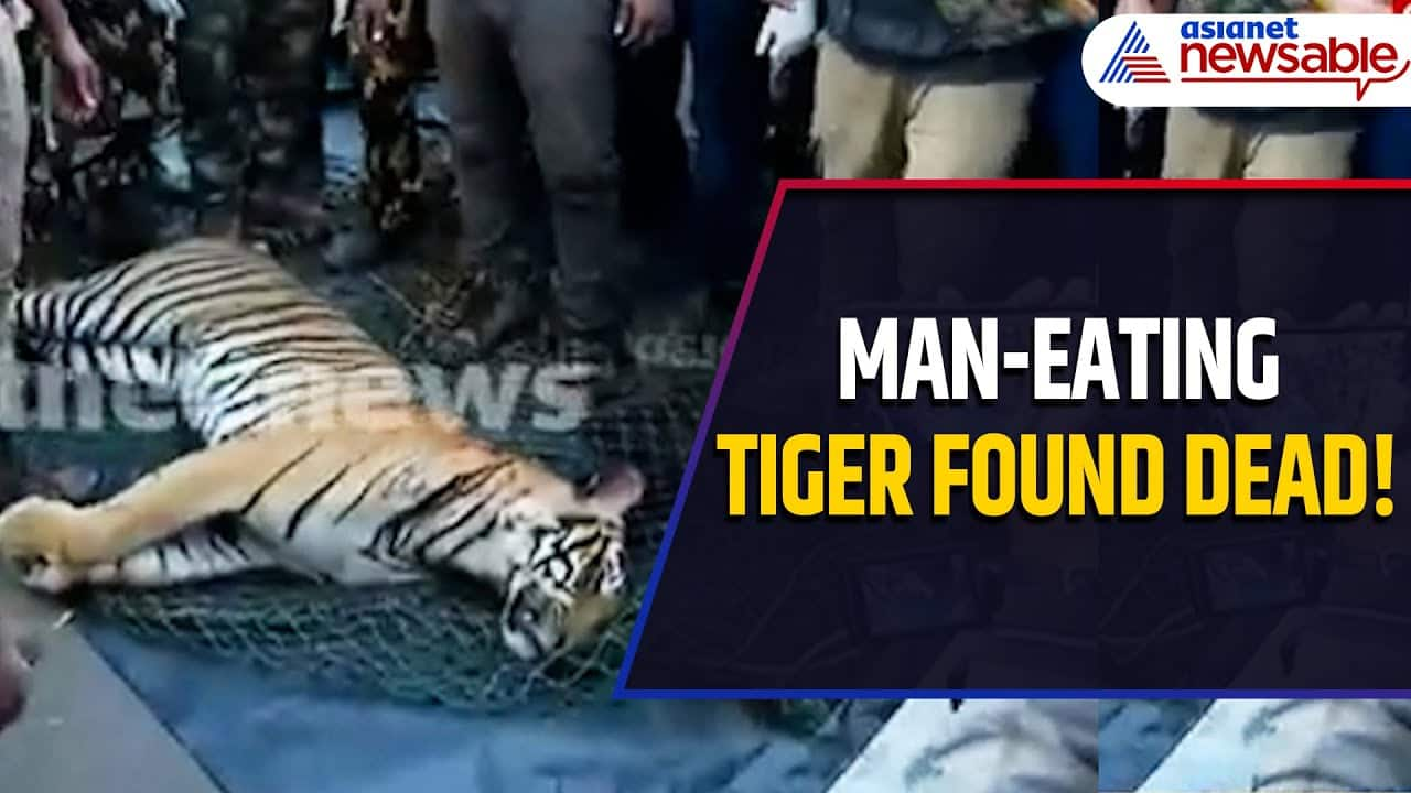 Man-Eating Tiger Found Dead in Wayanad, Kerala After Fatal Attack That Killed Tribal Woman Radha