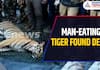 Man-Eating Tiger Found Dead in Wayanad, Kerala After Fatal Attack That Killed Tribal Woman Radha