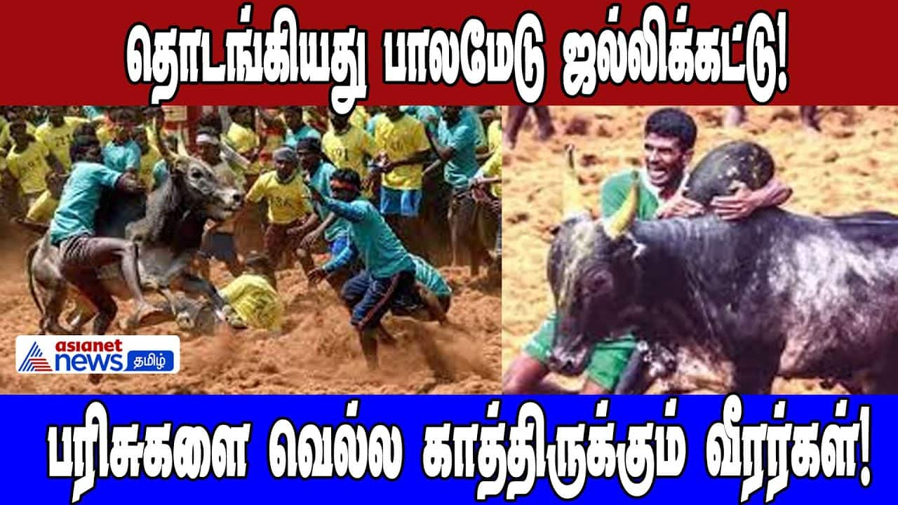 Palamedu Jallikattu Begins: Bulls & Braves Vie for Prizes