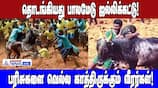 Palamedu Jallikattu Begins: Bulls & Braves Vie for Prizes