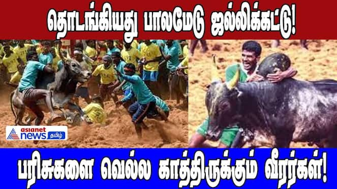 Palamedu Jallikattu Begins: Bulls & Braves Vie for Prizes