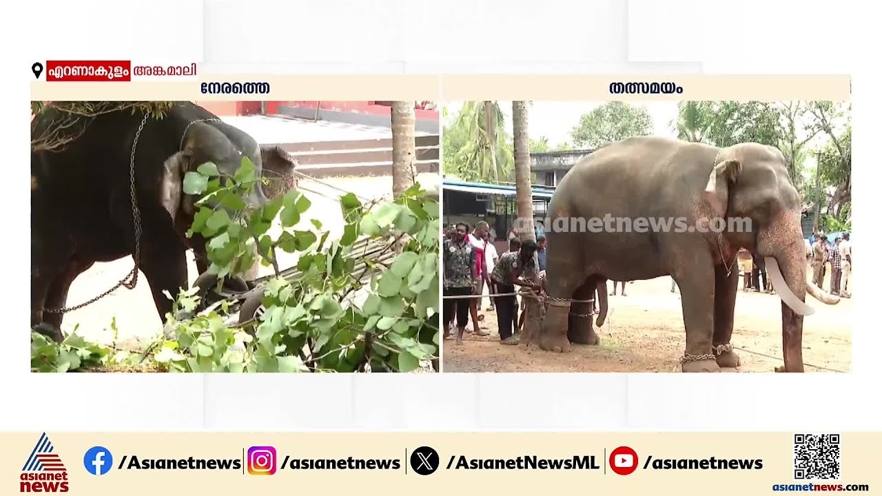 ആനക്കലി അടങ്ങി; 4 മണിക്കൂറിന് ശേഷം ശാന്തനായി മയ്യനാട് പാർത്ഥസാരഥി