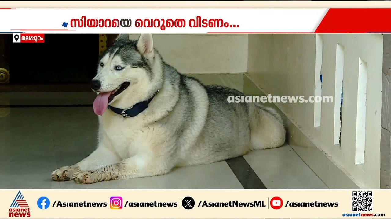 സിയാറയെ വെറുതെ വിടണം; മലപ്പുറത്ത് വളർത്തു നായയോട് ക്രൂരത
