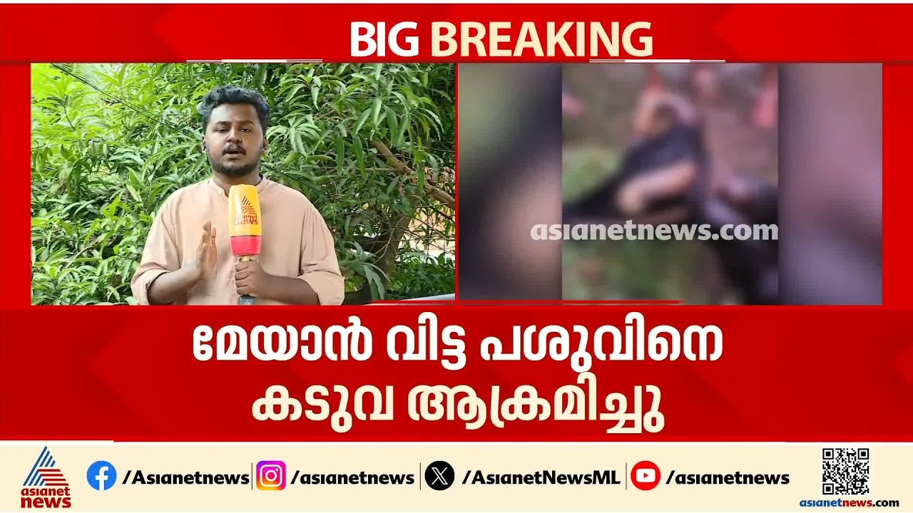 കടുവ ആക്രമണം; മേയാൻ വിട്ട പശുവിനെ കടുവ ആക്രമിച്ചു, പശുവിന് സാരമായ പരിക്ക് | Tiger Attack