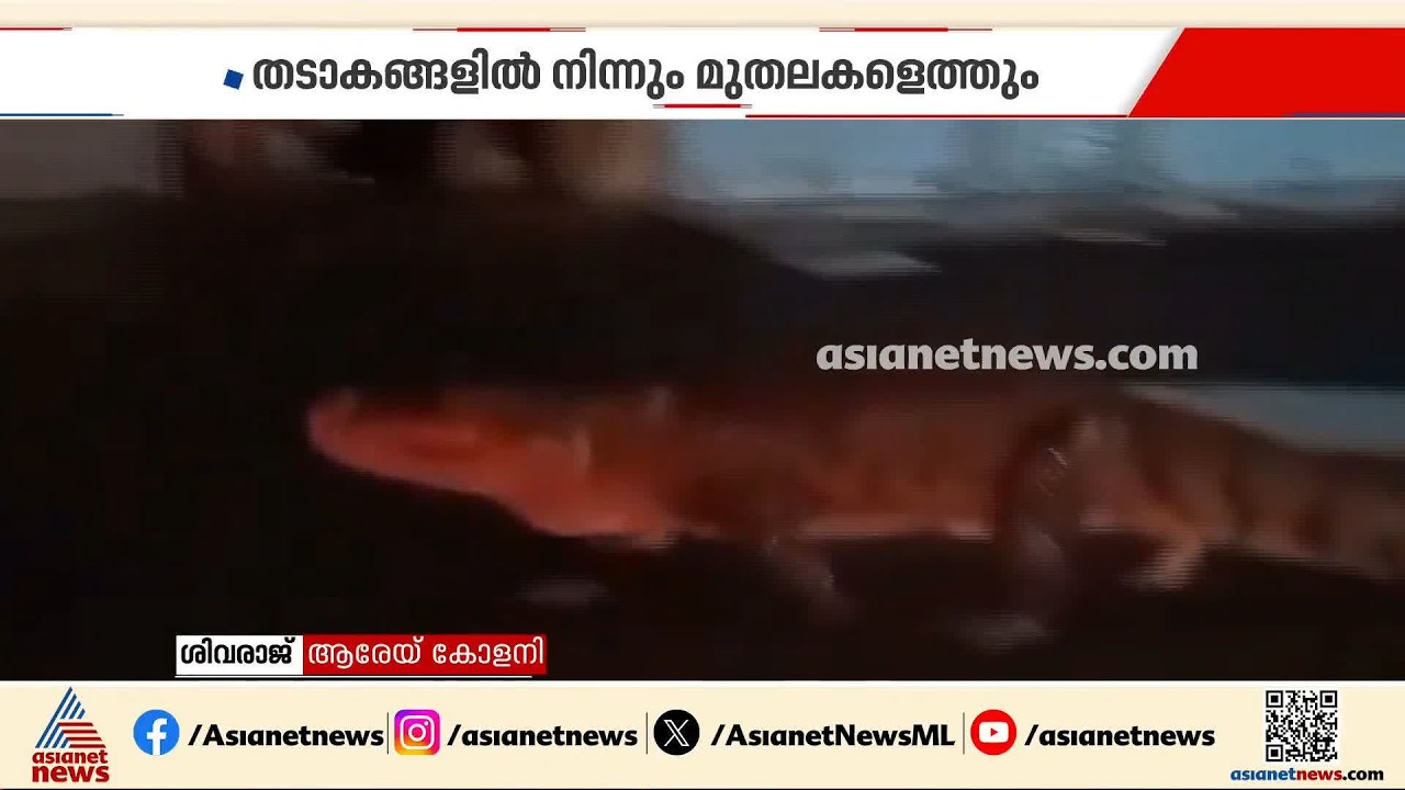 മഴ കനത്താൽ മുംബൈക്കാരുടെ ആശങ്ക മുതലകളാണ്; പവായി തടാകത്തിലുള്ളത് മുപ്പതിലധികം മുതലകൾ