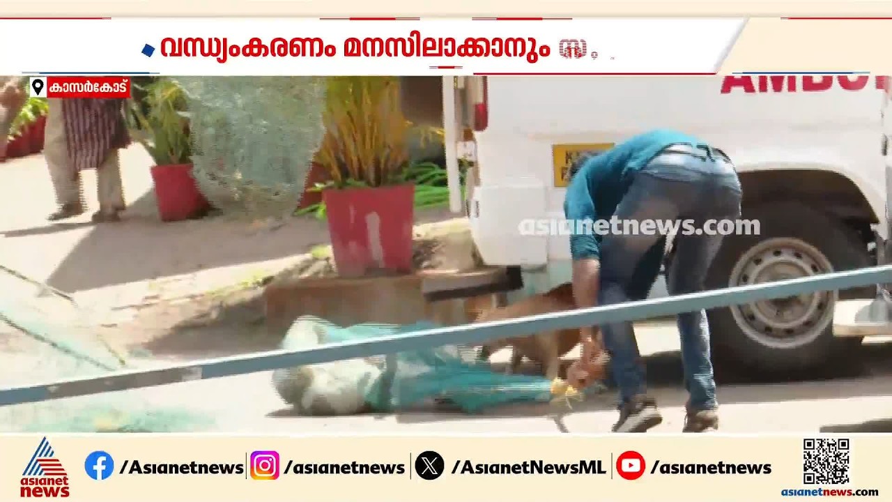 പേവിഷ പ്രതിരോധ വാക്സിനൊപ്പം മൈക്രോ ചിപ്; നടപടി തുടങ്ങി കാസർകോട് നഗരസഭ