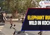 Caught on Cam: Massive Elephant Runs Wild in Edakochi, in Kochi Shocking Video Goes Viral