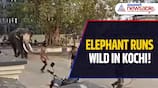 Caught on Cam: Massive Elephant Runs Wild in Edakochi, in Kochi Shocking Video Goes Viral