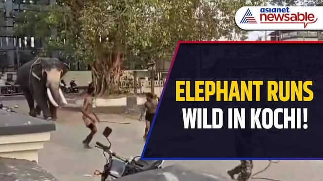 Caught on Cam: Massive Elephant Runs Wild in Edakochi, in Kochi Shocking Video Goes Viral