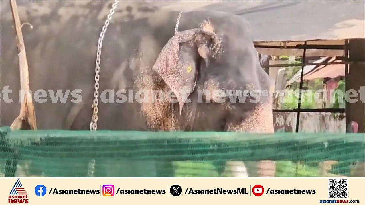 ഭീതി പടര്‍ത്തി ആന; തളയ്ക്കാൻ RRT സംഘം ഉടൻ സ്ഥലത്തെത്തും