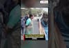 Delhi CM Rekha Gupta Orders Action on Stray Cattle in Shalimar Bagh | Asianet Newsable