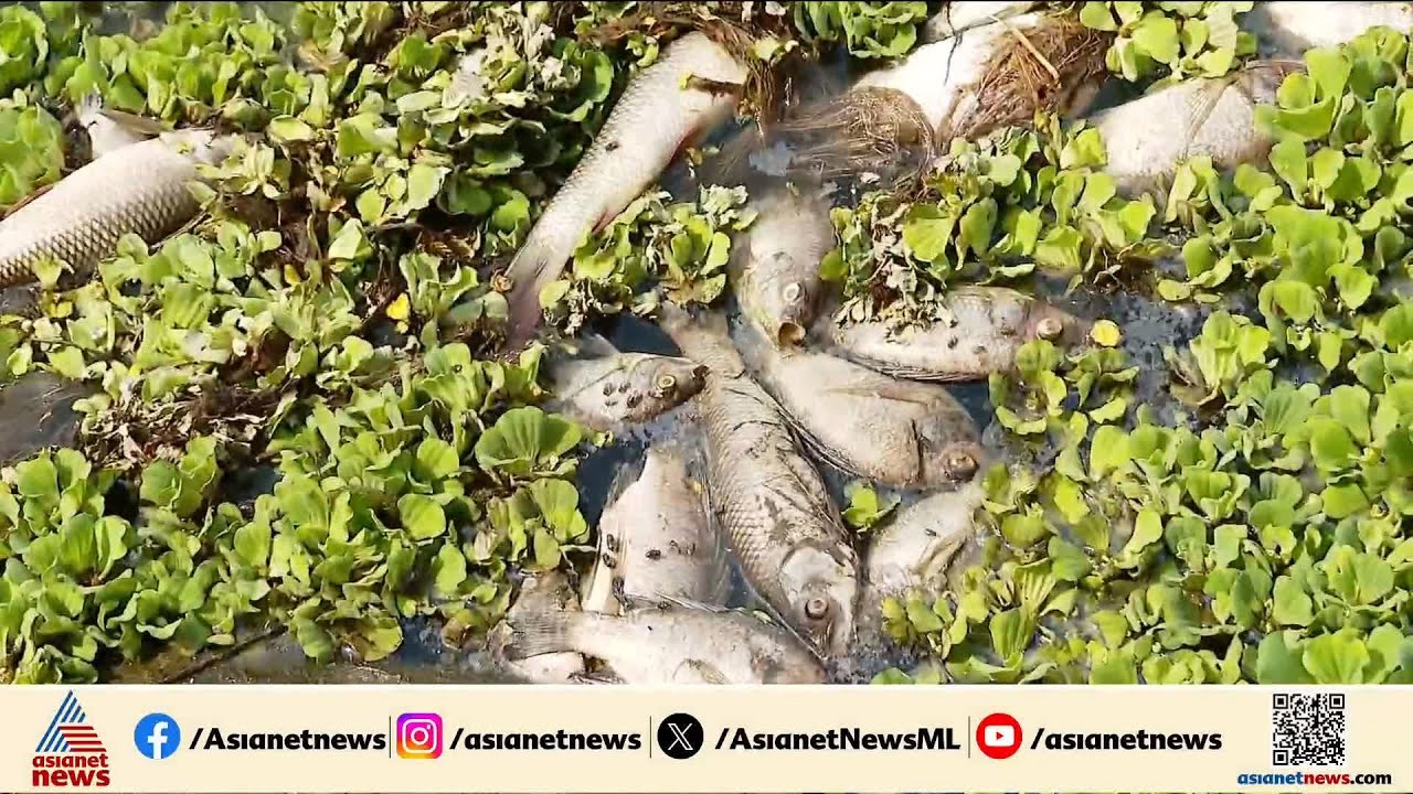 പാലക്കാട് പുതുശേരിയിൽ മീനുകൾ കൂട്ടത്തോടെ ചത്തുപൊങ്ങി
