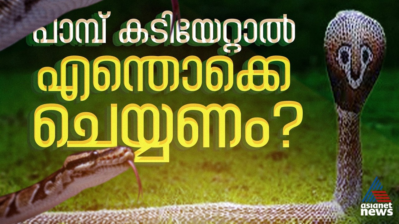 'പരിഭ്രമിക്കരുത്, മുറിവ് വൃത്തിയാക്കാൻ ശ്രമിക്കരുത്'; പാമ്പുകടിയേറ്റാൽ ആദ്യം എന്തൊക്ക ചെയ്യണം?