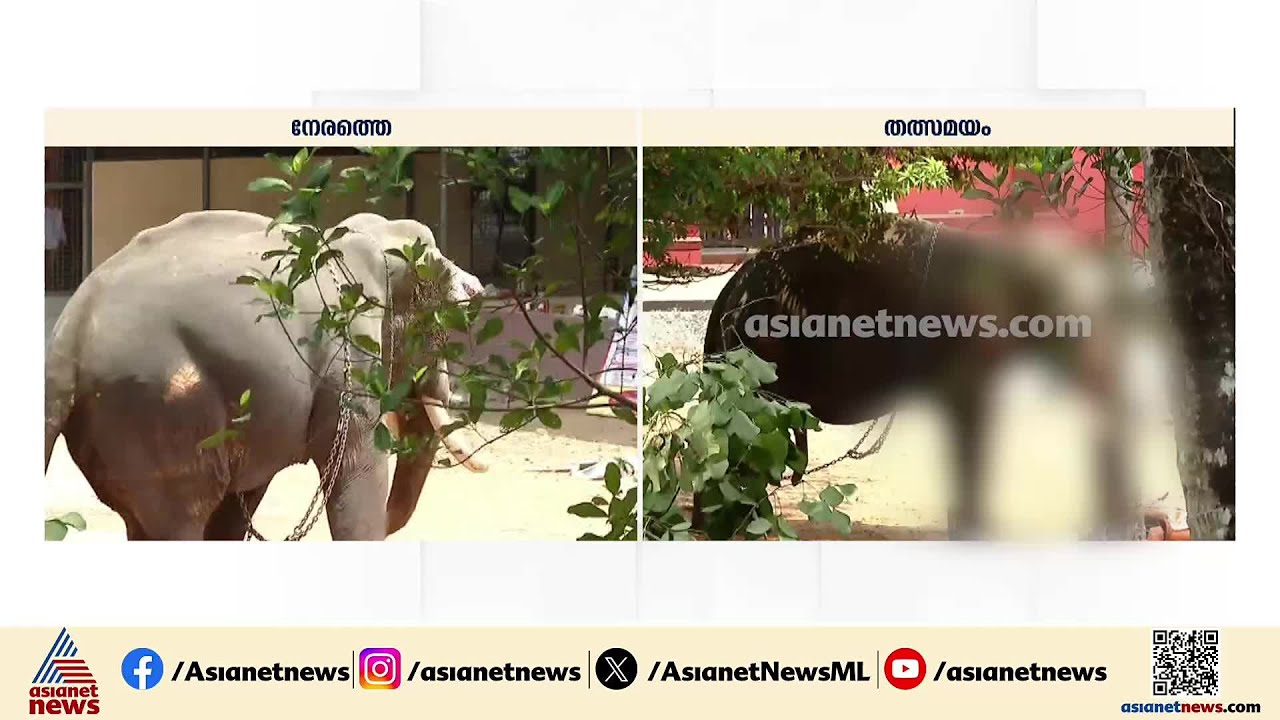 'മയക്ക് വെടിവെച്ചാൽ 30 മിനിറ്റിൽ ആന മയക്കത്തിലാകും, ഈ സമയം പൊതുജനങ്ങൾ പ്രകോപനമുണ്ടാക്കരുത്'