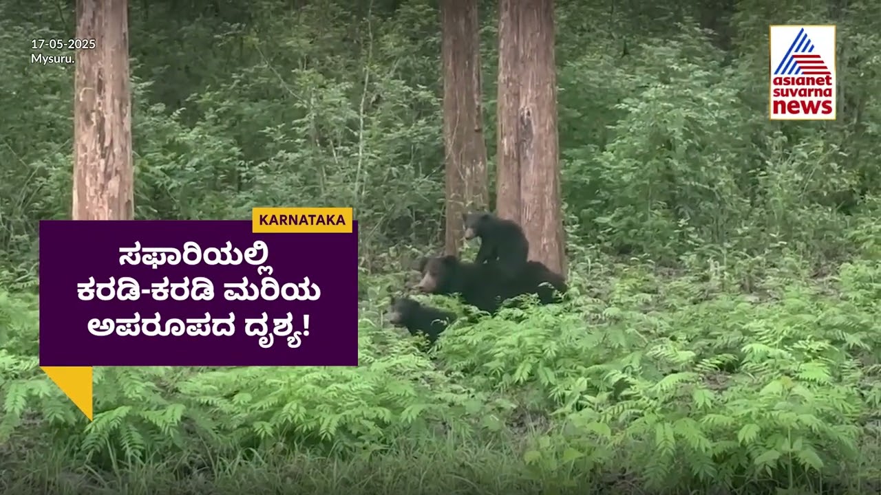 ಸಫಾರಿಯಲ್ಲಿ ಕರಡಿ-ಕರಡಿ ಮರಿಯ ಅಪರೂಪದ ದೃಶ್ಯ