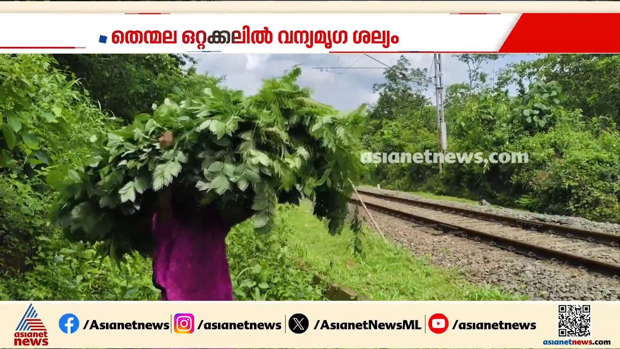 കാട്ടാന, പുലി കാട്ടുപന്നി...കൃഷി ചെയ്യാനാവുന്നില്ല, ഒറ്റയ്ക്കലിൽ മനുഷ്യജീവിതം ദുഷ്‌കരം
