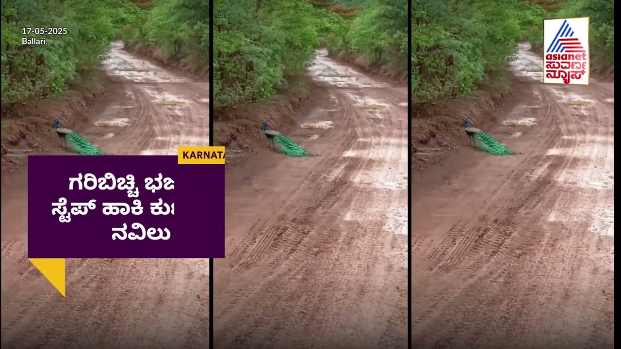 ಮೈನಿಂಗ್ ರಸ್ತೆಯಲ್ಲಿ ಗರಿಬಿಚ್ಚಿ ಭರ್ಜರಿ ಸ್ಟೇಪ್ ಹಾಕಿ ಕುಣಿದ ನವಿಲು