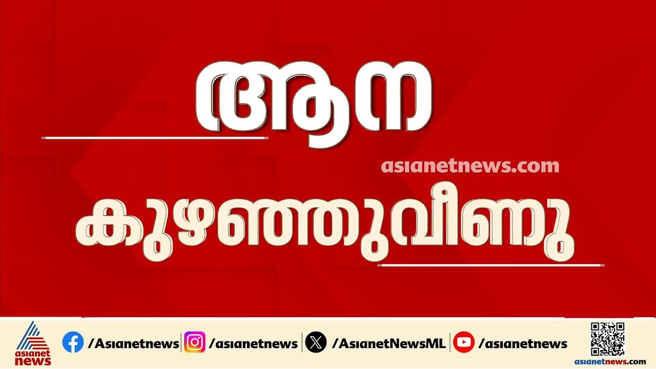 പാലക്കാട് മംഗലാംകുന്നിൽ നടത്തിക്കുന്നതിനിടെ ആന കുഴഞ്ഞുവീണു