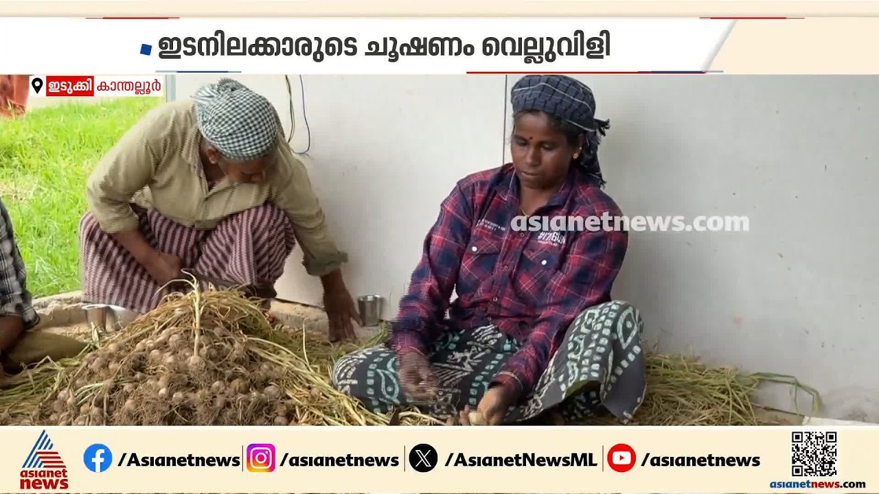 ഭൗമസൂചിക പദവിയുണ്ട്, പക്ഷേ കേരളത്തിൽ വിപണിയില്ല; ആശങ്കയിൽ കാന്തല്ലൂരിലെ വെളുത്തുള്ളി കർഷകർ
