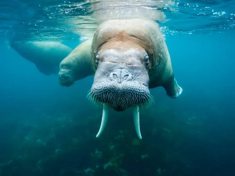 Walrus Token Breaks Out at Launch, Finds Place Among Top Crypto Gainers – SUI Rallies in Tandem While Retail Eyes More Upside
