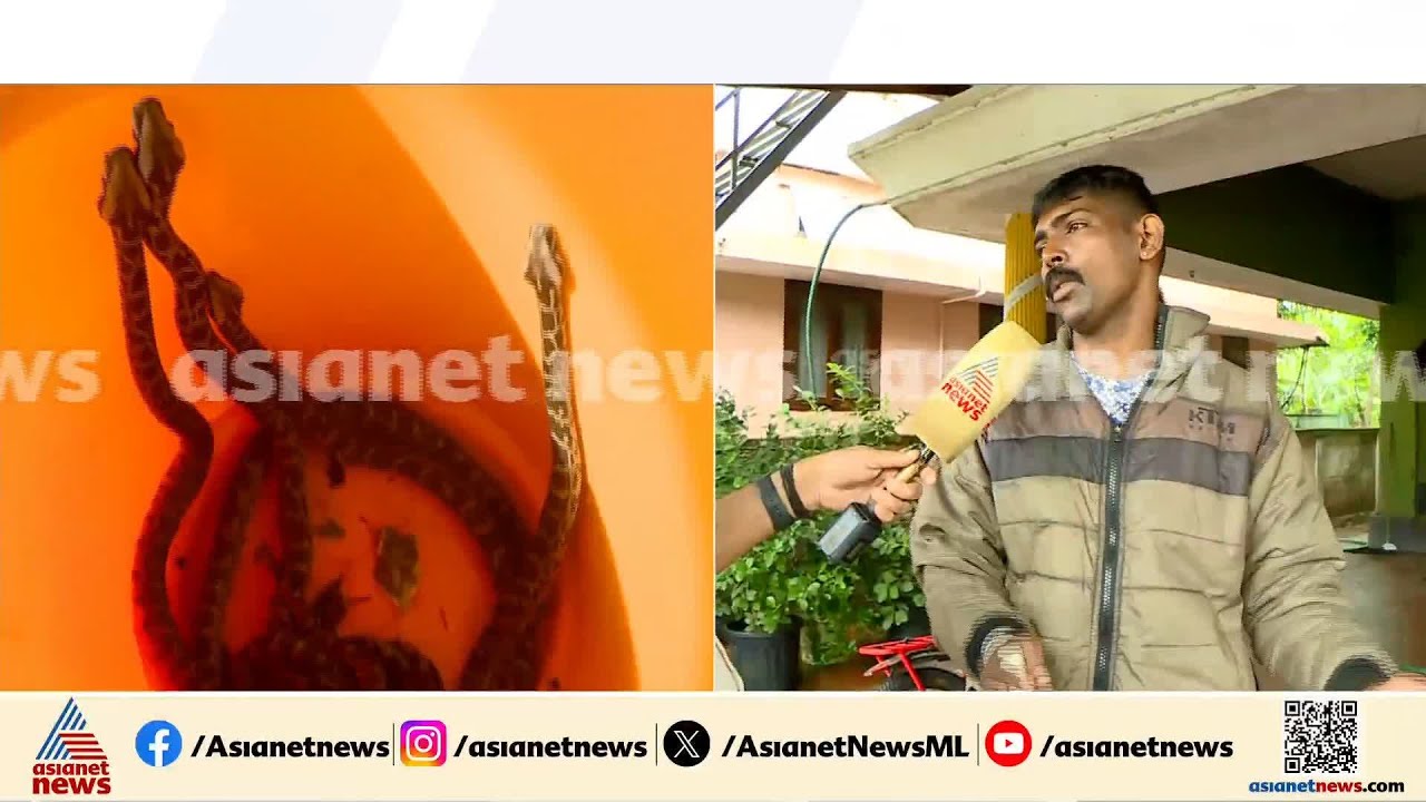 തൃശ്ശൂര്‍ പൂങ്കുന്നത്തെ വീട്ടിൽ വീണ്ടും മലമ്പാമ്പ്; മൂന്ന് ദിവസത്തിനിടെ പിടികൂടിയത് 20 പാമ്പിൻ കുഞ്ഞ