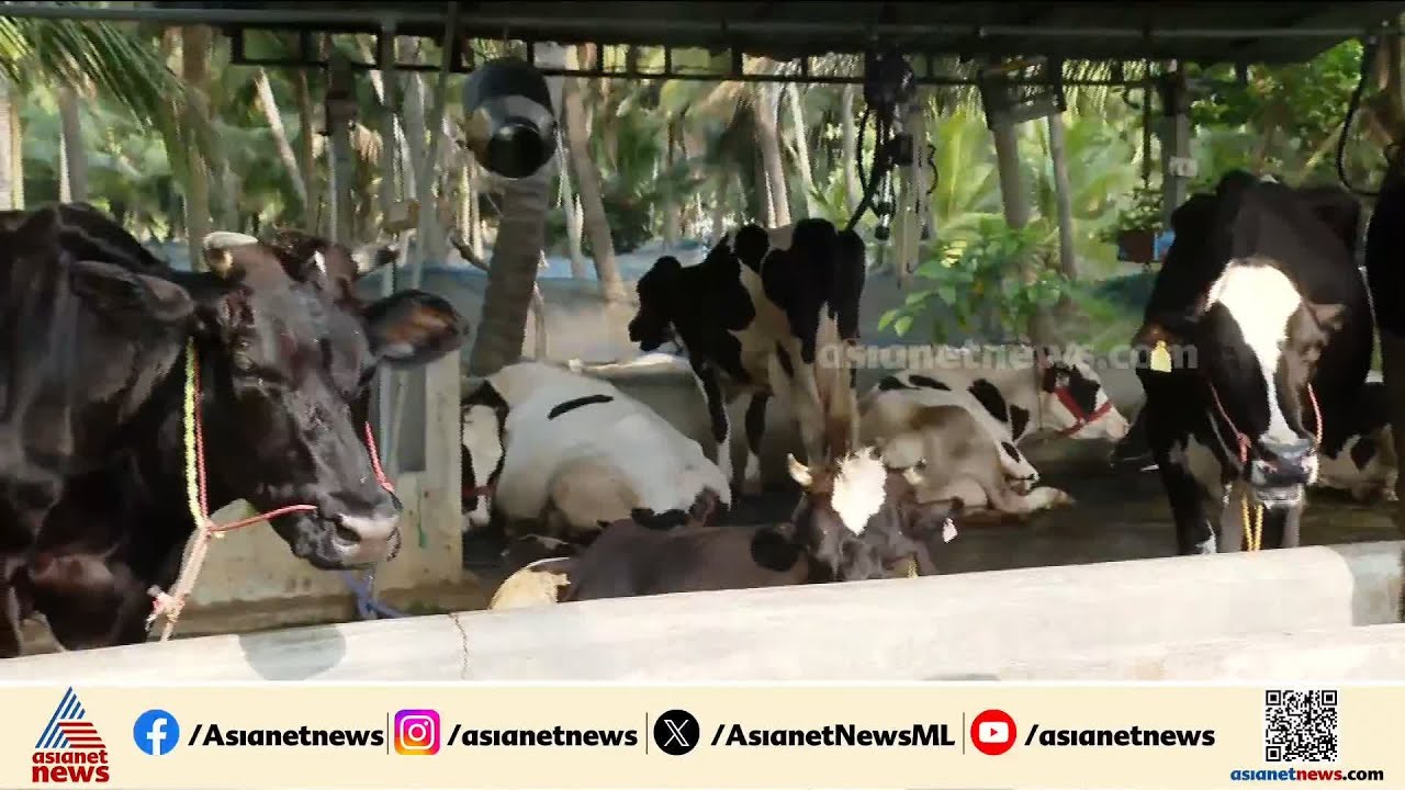 കടുത്ത ചൂട്, ശുദ്ധജലകുറവ്, പച്ച പുല്ല് കിട്ടാനില്ല; പാൽ ഉത്പാദനത്തിൽ കുറവ്, വലഞ്ഞ് കർഷകർ
