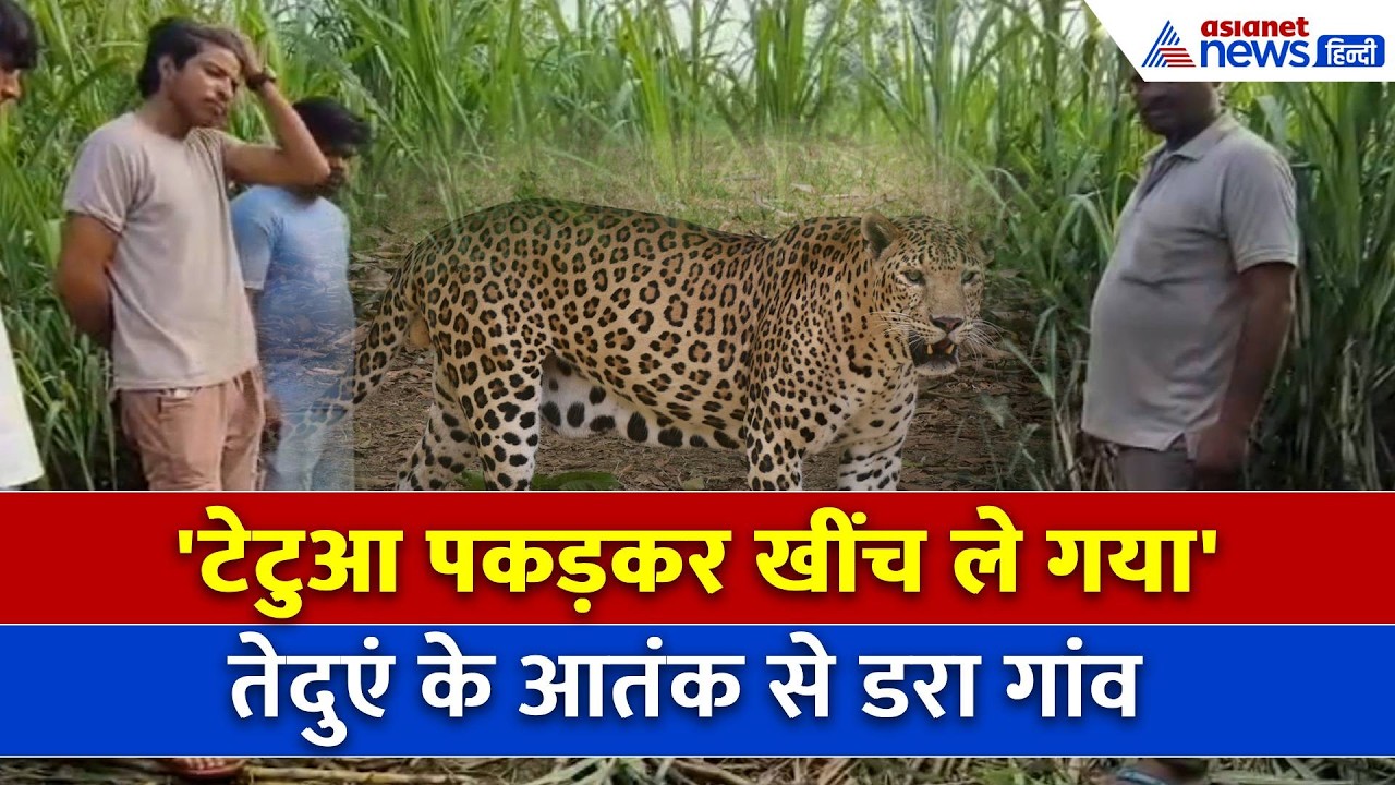 Moradabad (UP): 40 साल के शख्स को टेटुआ पकड़कर खेत में खींच ले गया Leopard-लोगों ने क्या बताया...