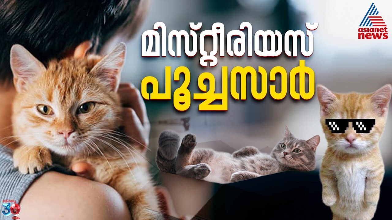 ഒന്നരക്കിലോ വെയ്റ്റും ഒരു ക്വിന്റലിന്റെ ആറ്റിറ്റ്യൂഡും... പൂച്ച മനുഷ്യരോട് ചേർന്നതെങ്ങനെ? |Cat Facts