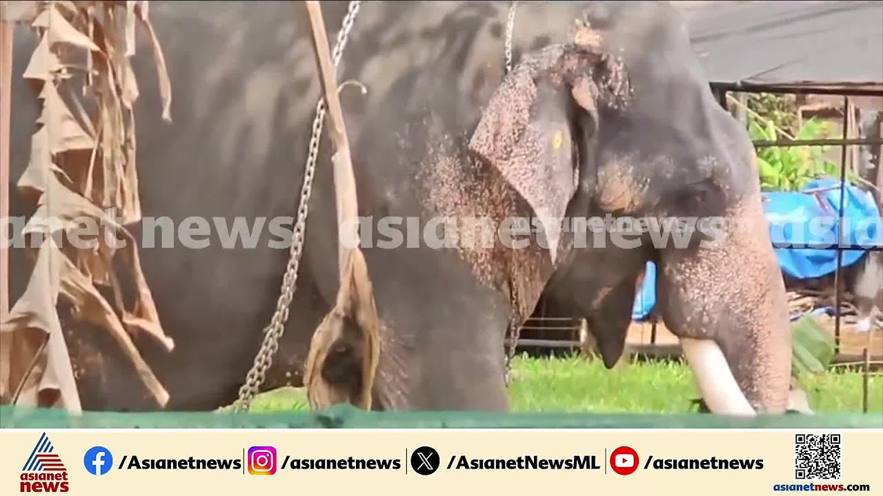 ആന വിരണ്ടോടിയിട്ട് ഒരു മണിക്കൂർ; RRT സംഘം എത്താൻ വൈകുന്നു