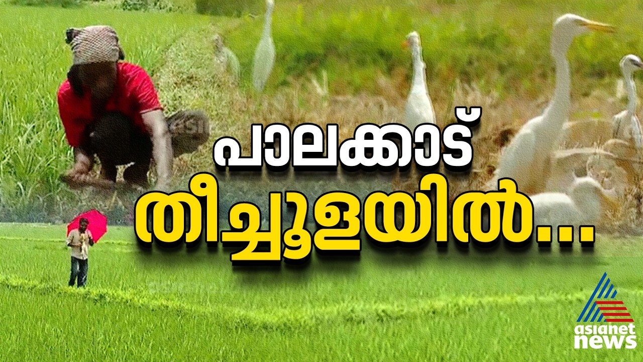 എന്ത് വെയിലാണ്...; പാലക്കാട്ടെ തീ പറക്കും ചൂടിൽ ചുട്ടു പൊള്ളി ക‍ര്‍ഷകര്‍