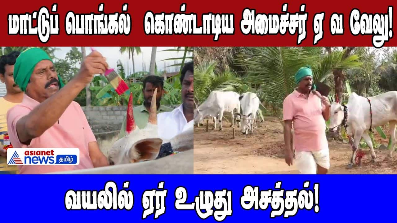 Minister Velu Celebrates Mattu Pongal with Traditional Plowing