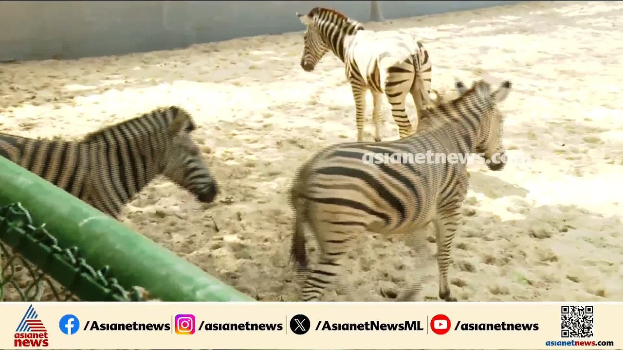 ഗുജറാത്തിൽ നിന്നും കേരളത്തിലേക്ക്; 9 വർഷത്തിന് ശേഷം തിരുവനന്തപുരം മൃഗശാലയിൽ സീബ്ര എത്തി