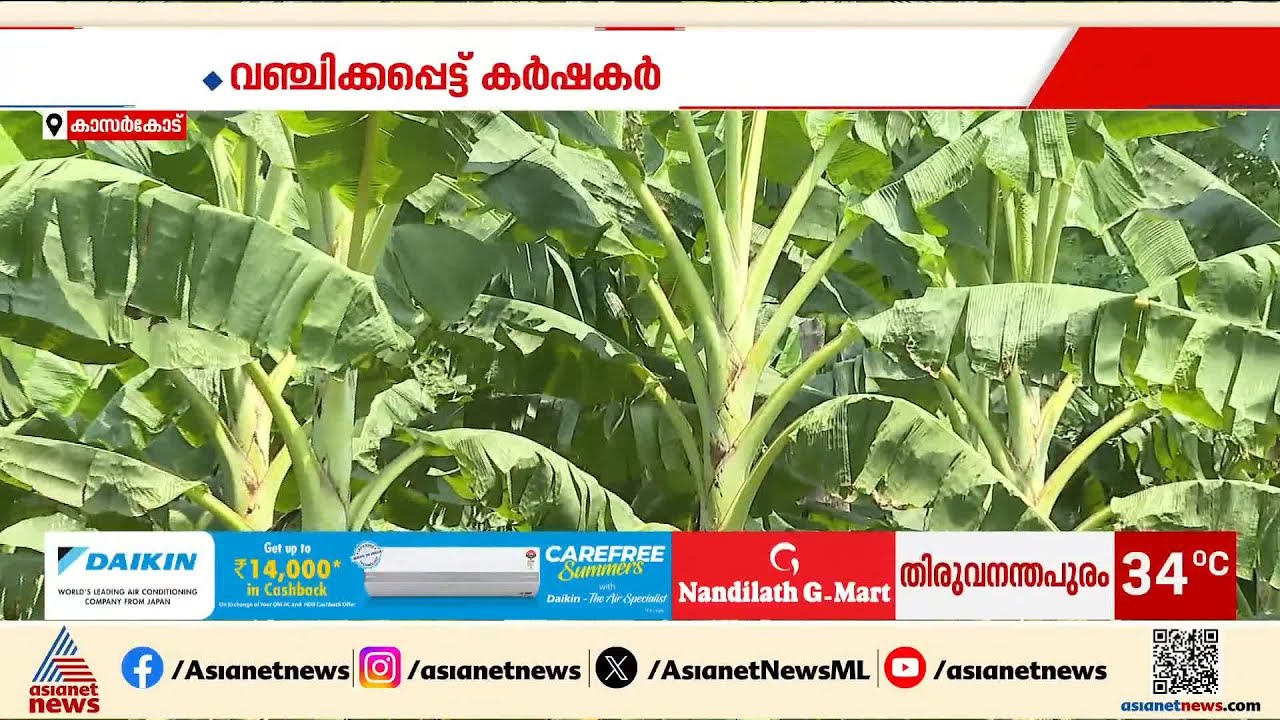 5 മാസം കൊണ്ട് കുലച്ചില്ല; നേന്ത്രവാഴ കർഷകരെ പറ്റിച്ച് ഏജൻ്റുമാർ | Kasaragod | Banana