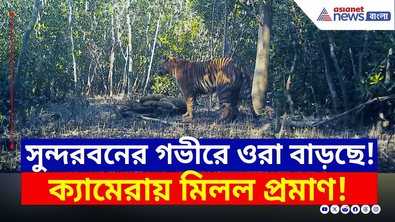 সুন্দরবনের গভীর জঙ্গলে 'ওরা' বাড়ছে! ক্যামেরাবন্দী সব প্রমাণ | Sundarban Tiger | Bangla News