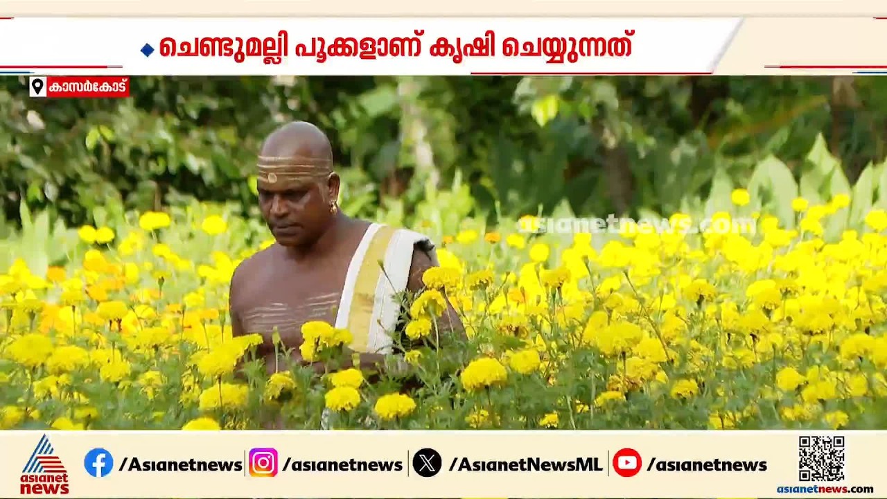 ക്ഷേത്രപരിസരത്ത് ഒരു പൂന്തോട്ടം; ചെണ്ടുമല്ലി പൂക്കളുടെ കൃഷിയുമായി പത്മനാഭൻ വെളിച്ചപ്പാട്