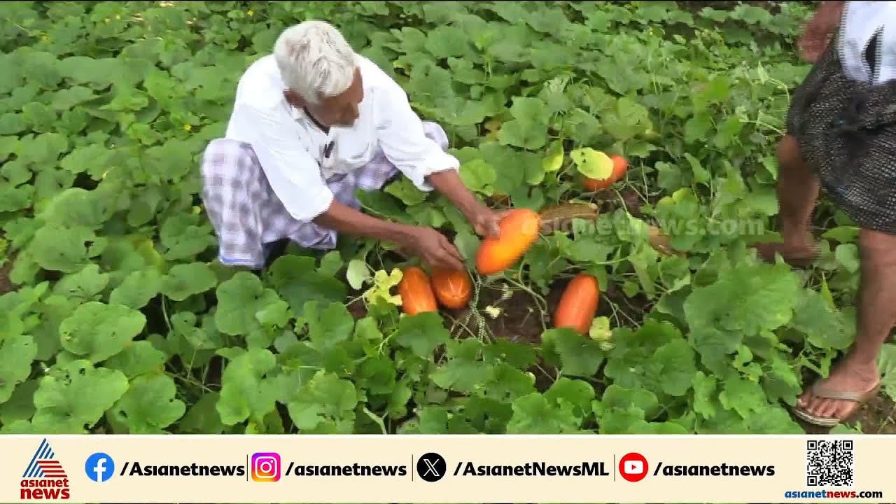 'പ്രായം ഒന്നിനും തടസ്സമില്ല, ആഗ്രഹമാണ് പ്രധാനം...' മഹറൂബിൻ്റെ കൃഷി വിശേഷങ്ങൾ