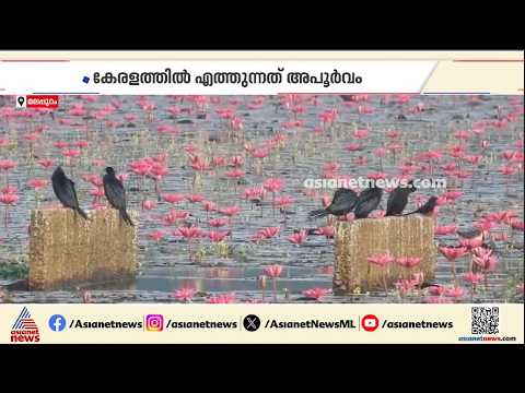 ദൂരങ്ങൾ താണ്ടി ഒരു അതിഥി... മലപ്പുറം ചെറുമുക്കിൽ എരണ്ടക്കൂട്ടം