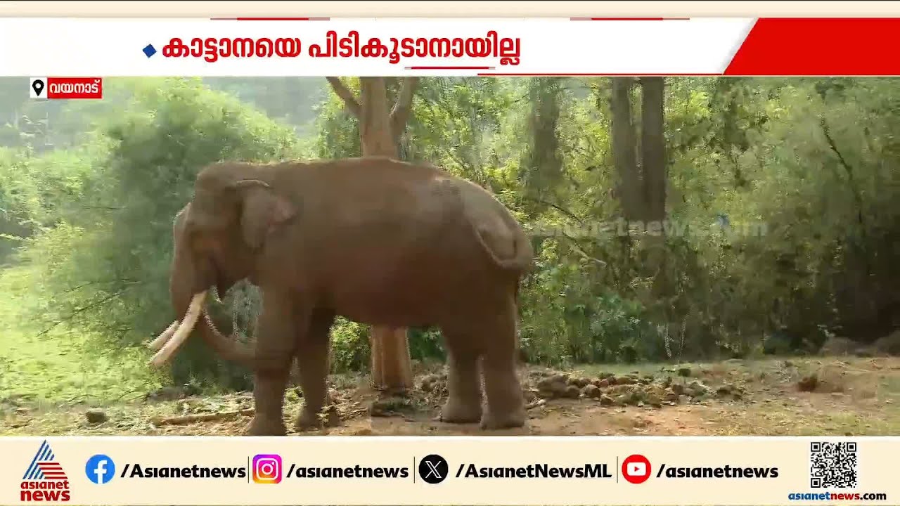 വടക്കനാട് ഇറങ്ങിയ കാട്ടാനയെ കണ്ടെത്താനായില്ല; ദൗത്യത്തിനായി 5 കുങ്കി ആനകളെ വിന്യസിപ്പിച്ചു