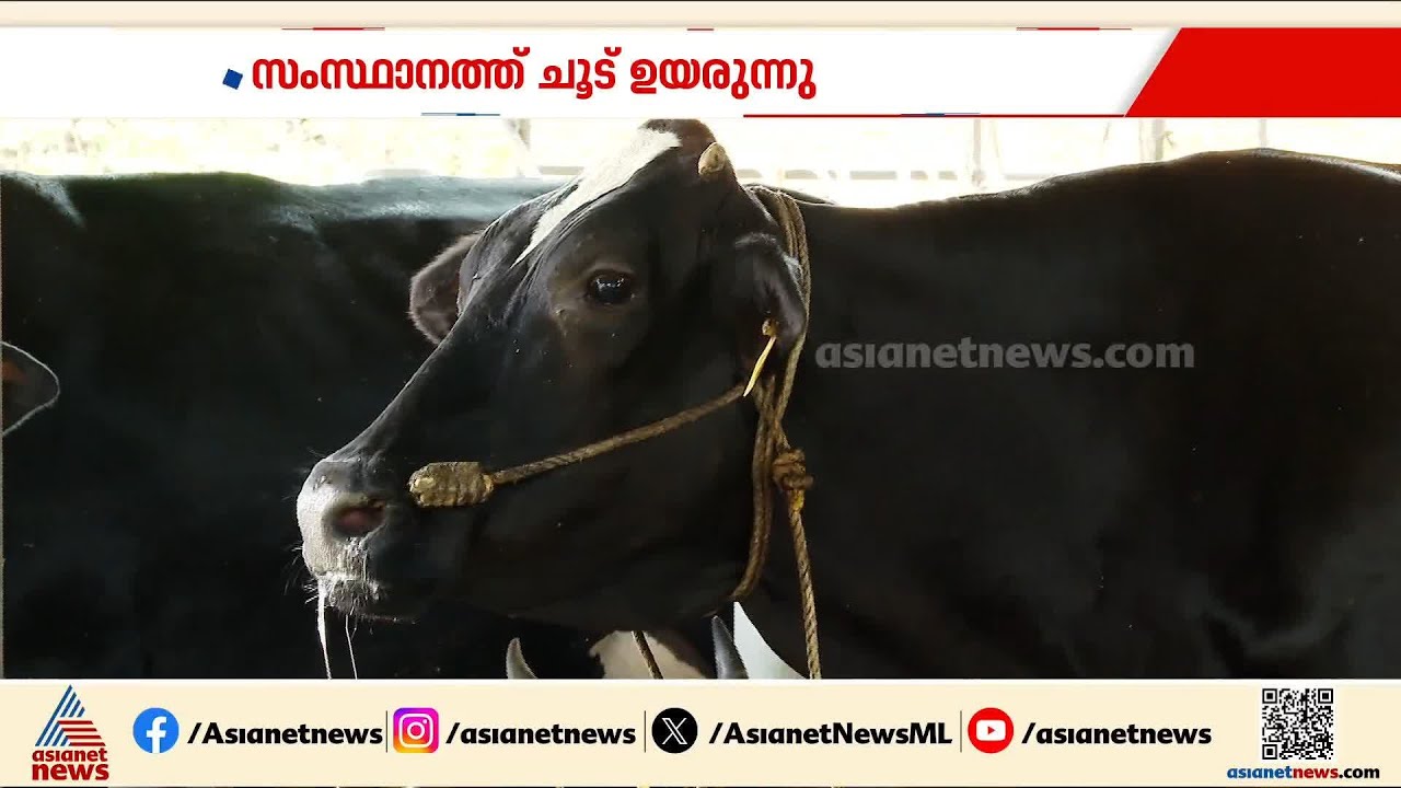 മൃഗങ്ങൾക്കും വേണം കരുതൽ.... കൊടുംചൂടിൽ വലഞ്ഞ് മൃഗങ്ങളും‍, പ്രതിസന്ധിയിൽ ക്ഷീരകർഷകർ