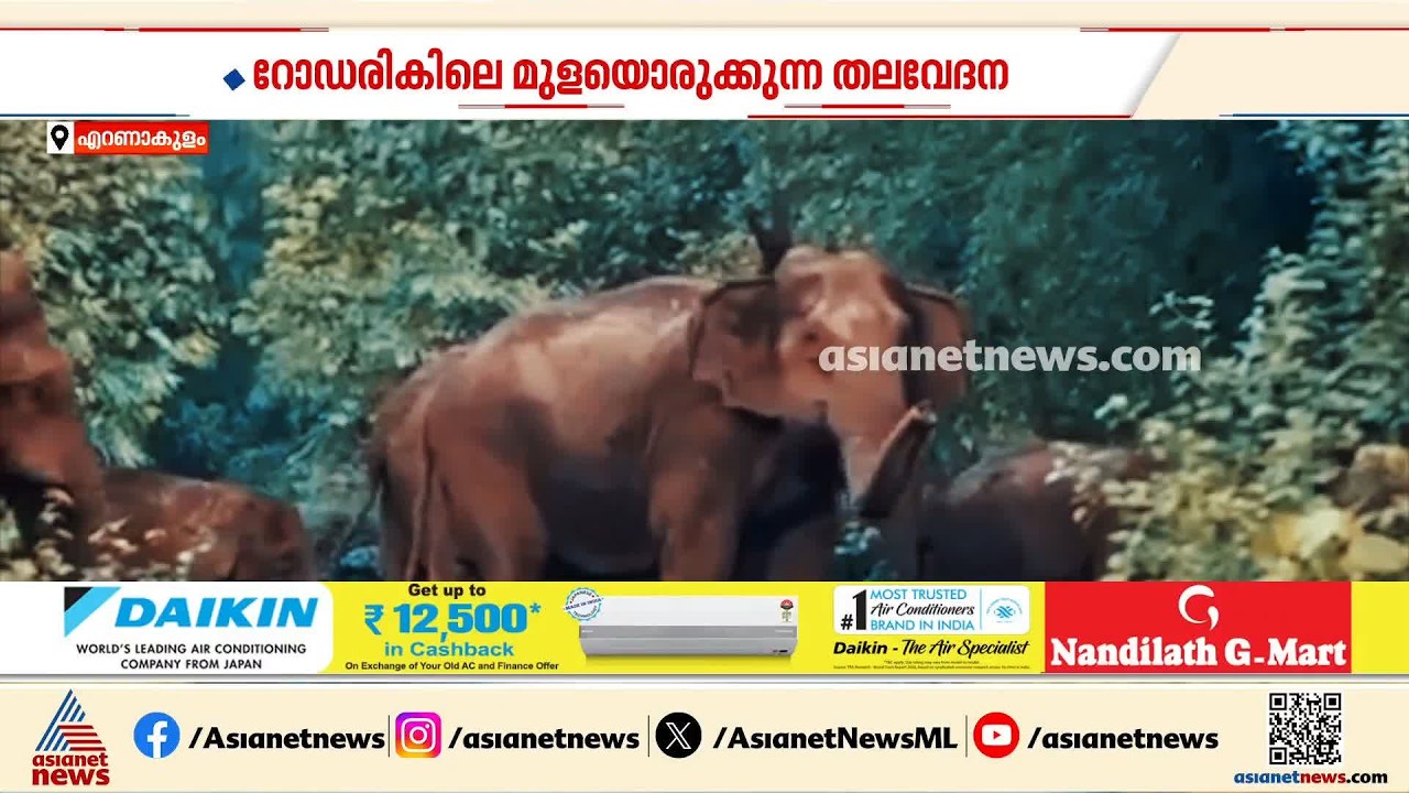 റോഡരികിലെ മുളയൊരുക്കുന്നത് വൻ തലവേദന; ആനകൾ മറഞ്ഞുനിൽക്കും, കാഴ്ച മറയും |  Wild Elephant